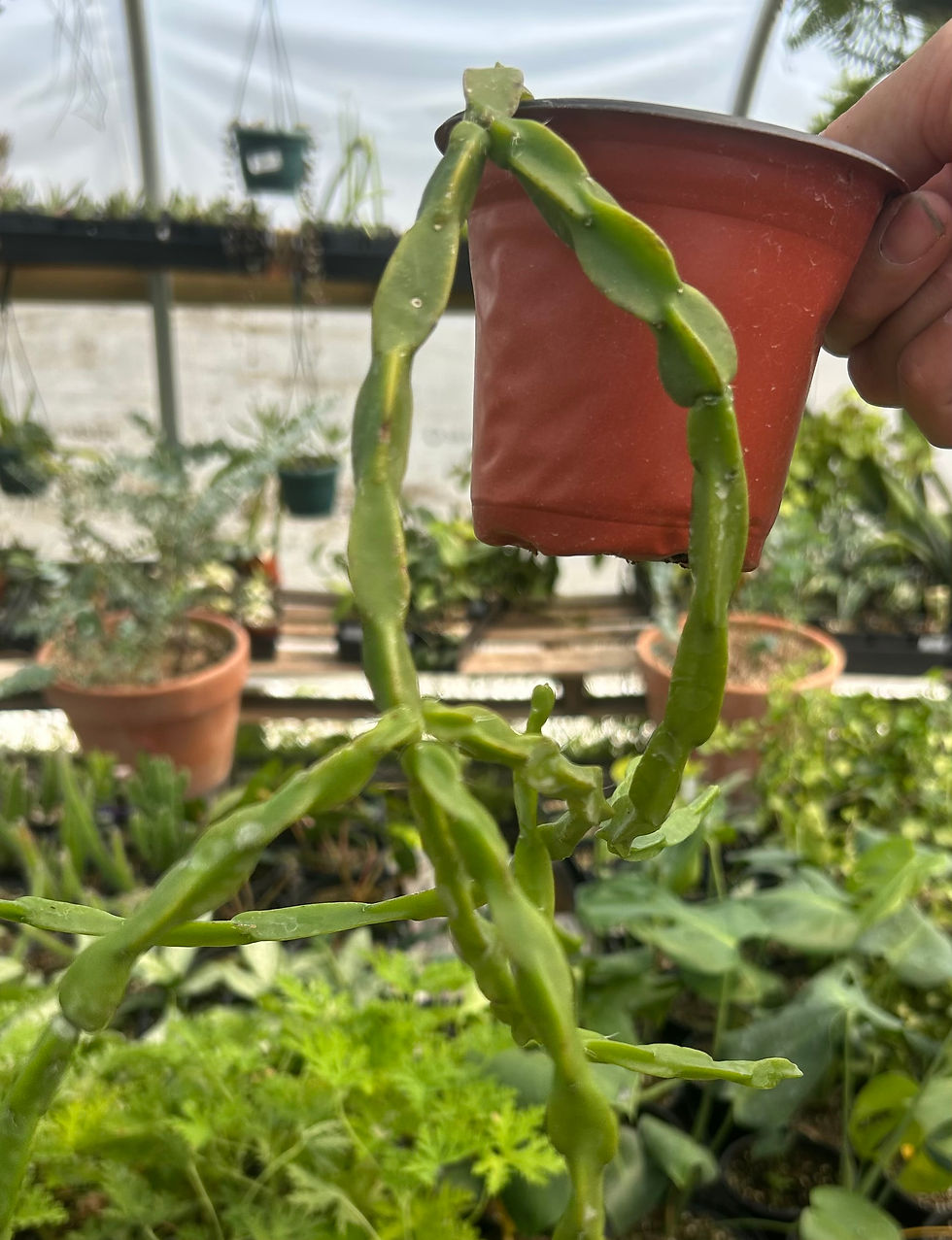 Rhipsalis paradoxa - Chain Cactus
