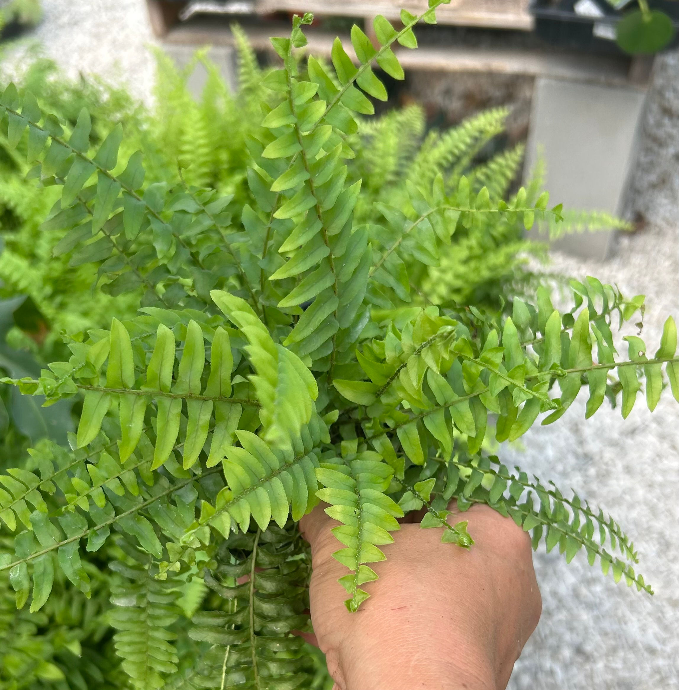 True Boston Fern - Nephrolepis exaltata