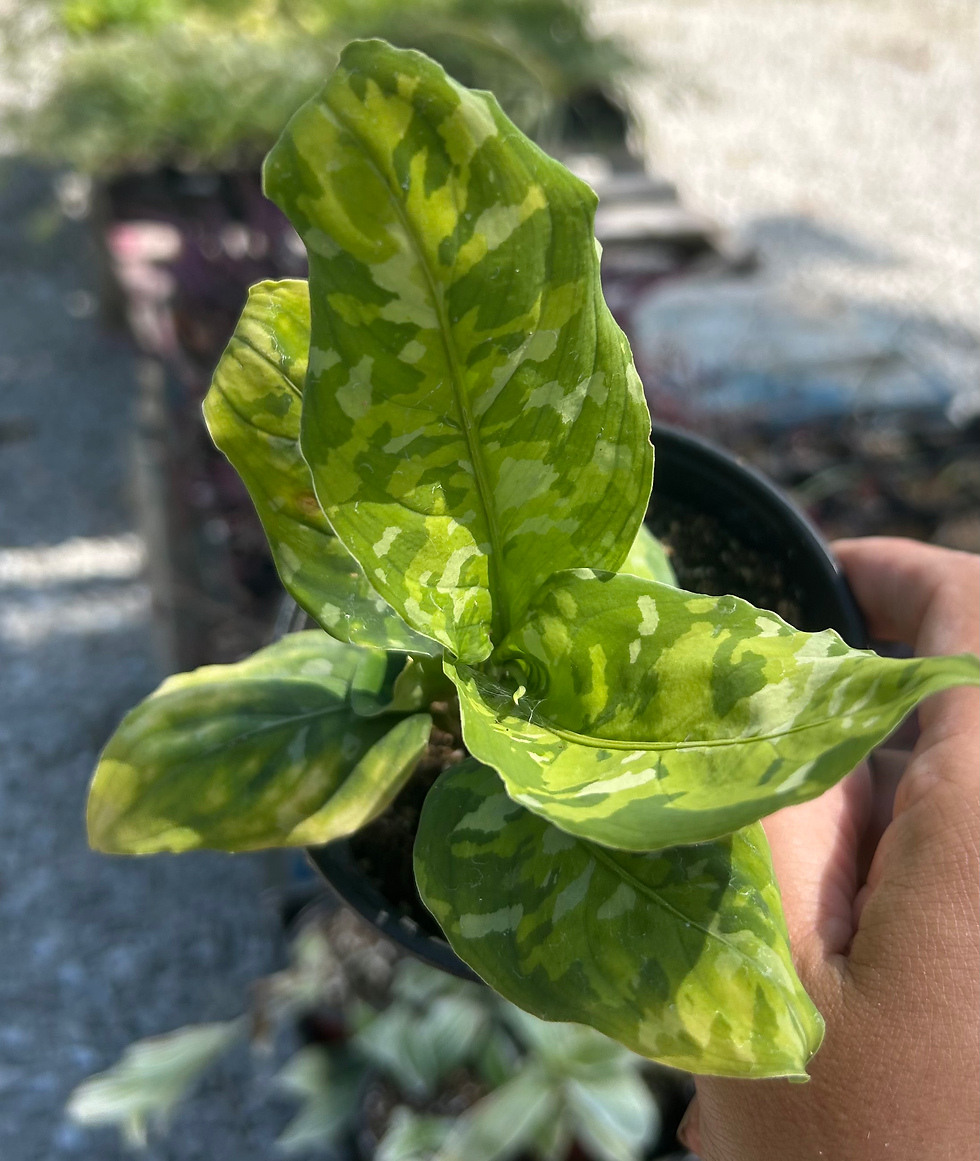 Aglaonema pictum tricolor cv.