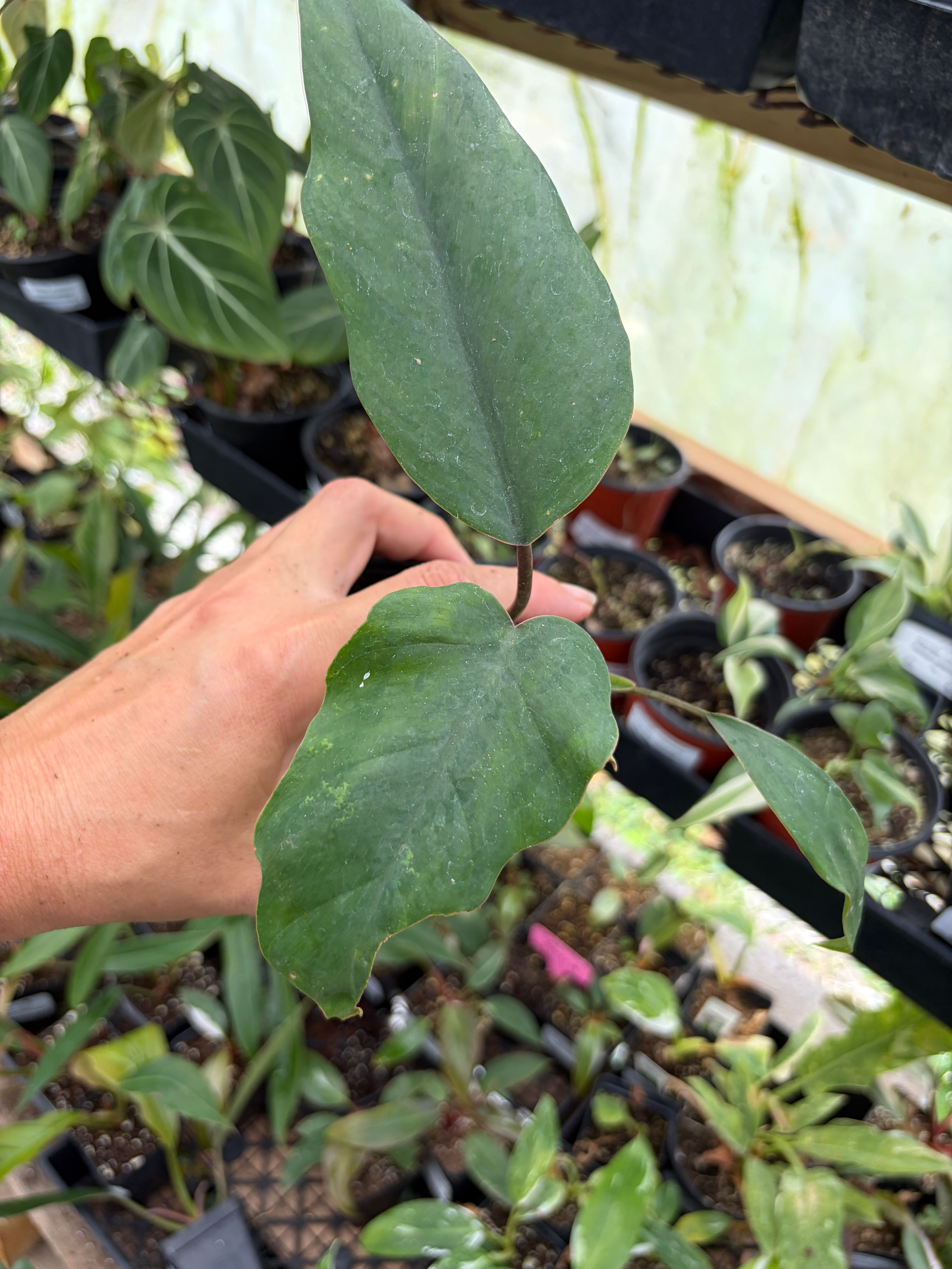 Philodendron mayoi