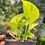 Thumbnail: Epipremnum aureum Teruno Champs-Élysées - Pothos