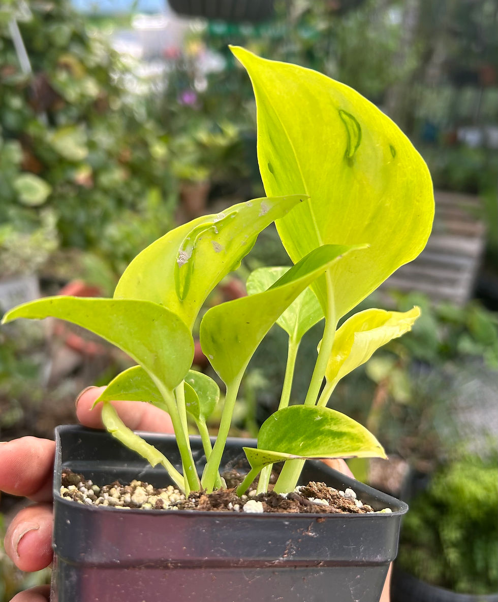 Epipremnum aureum Teruno Champs-Élysées - Pothos