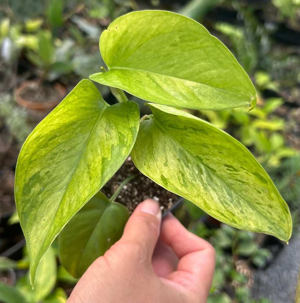 Epipremnum aureum Jessenia