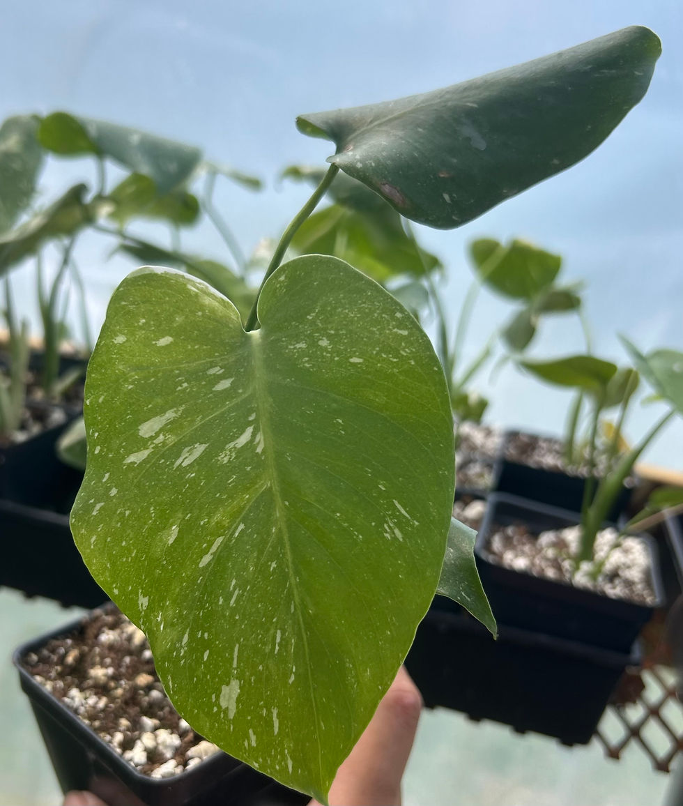 Monstera delisiosa Thai Constellation