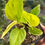 Thumbnail: Epipremnum aureum Teruno Champs-Élysées - Pothos