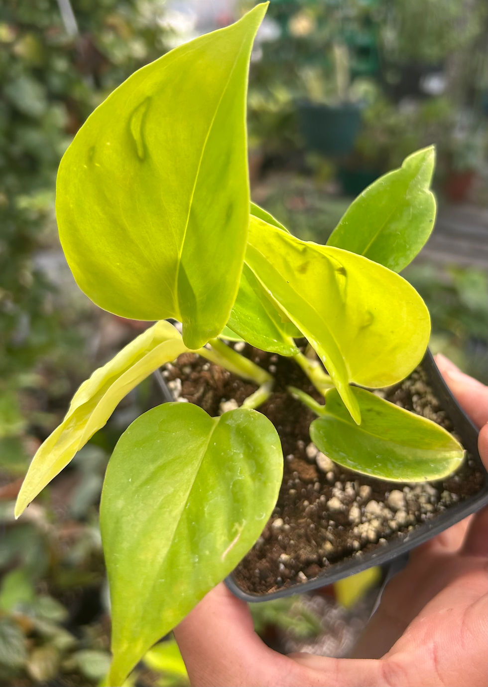 Epipremnum aureum Teruno Champs-Élysées - Pothos