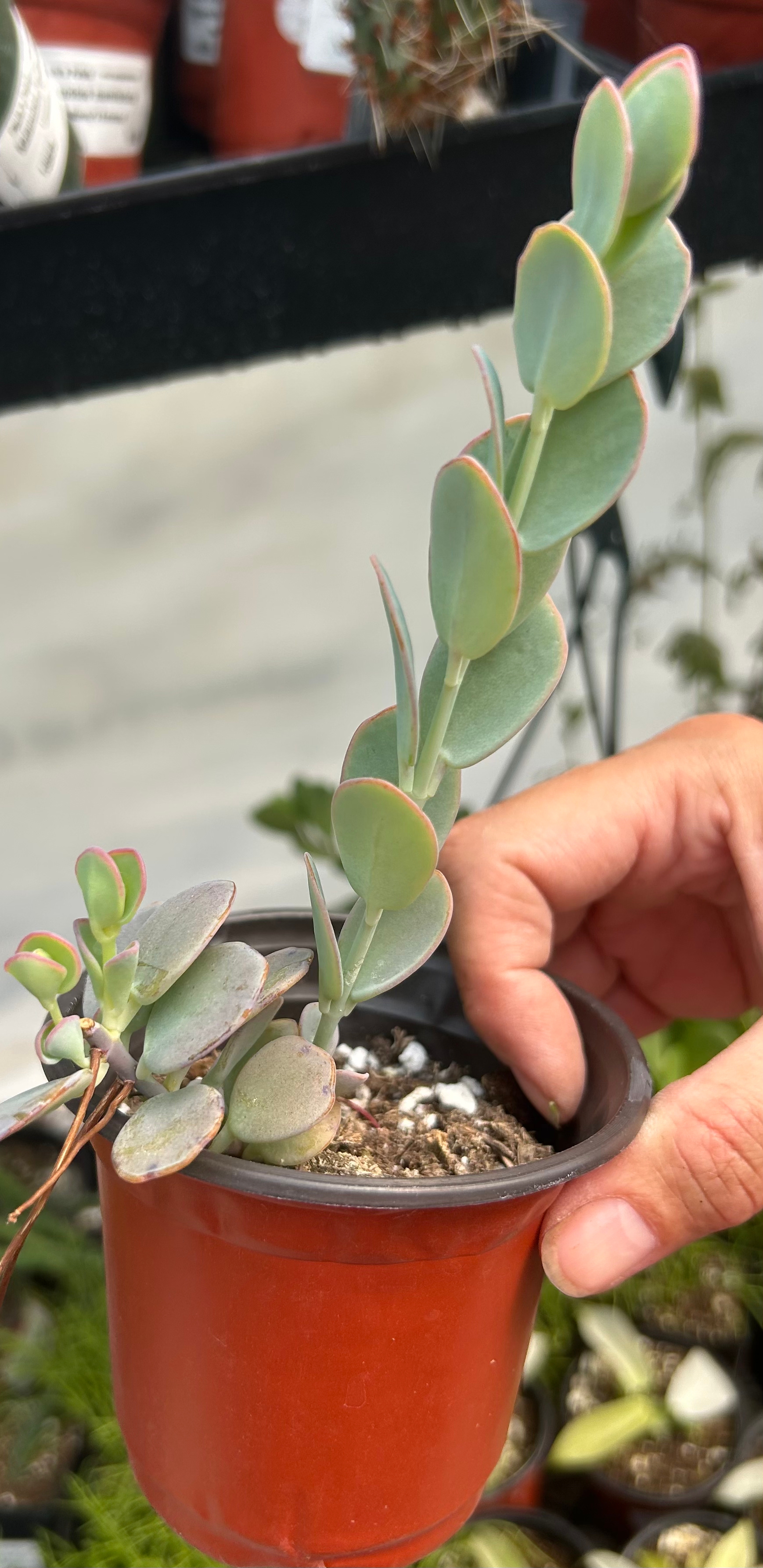 Kalanchoe marnieriana - Marnier's Kalanchoe