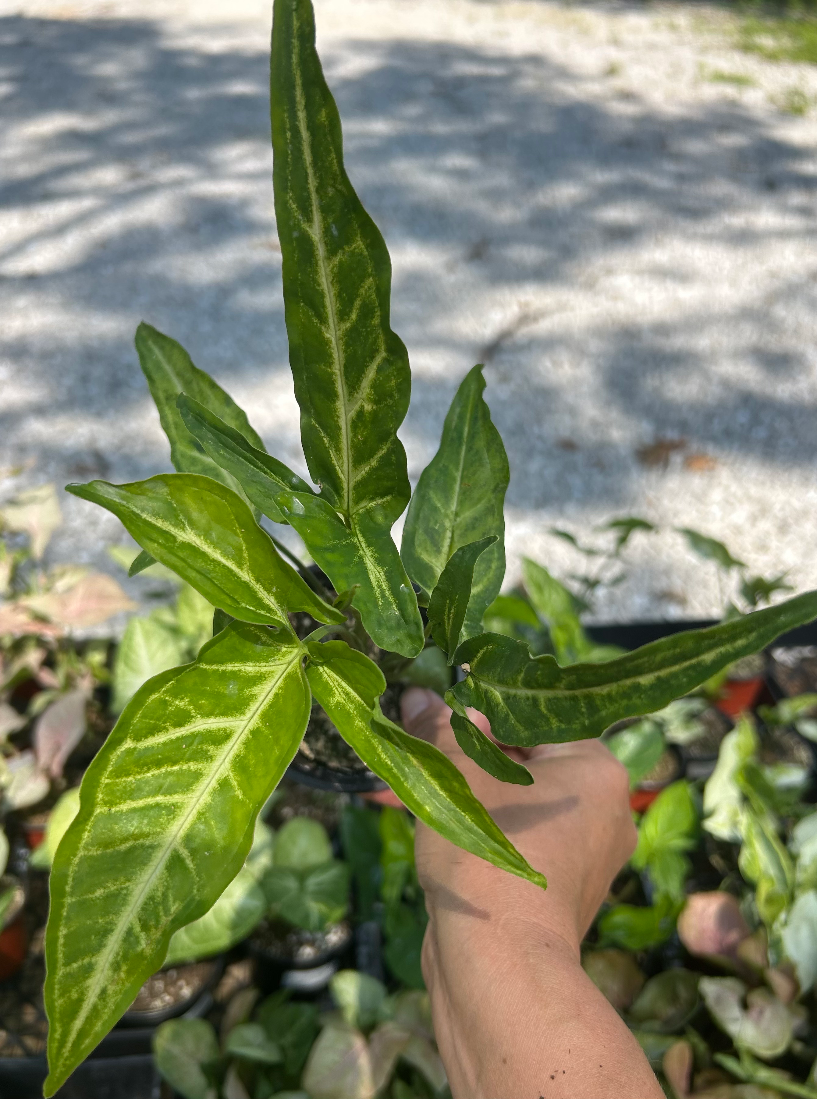 Syngonium angustatum