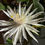 Thumbnail: Epiphyllum hookeri - Night Blooming Cereus