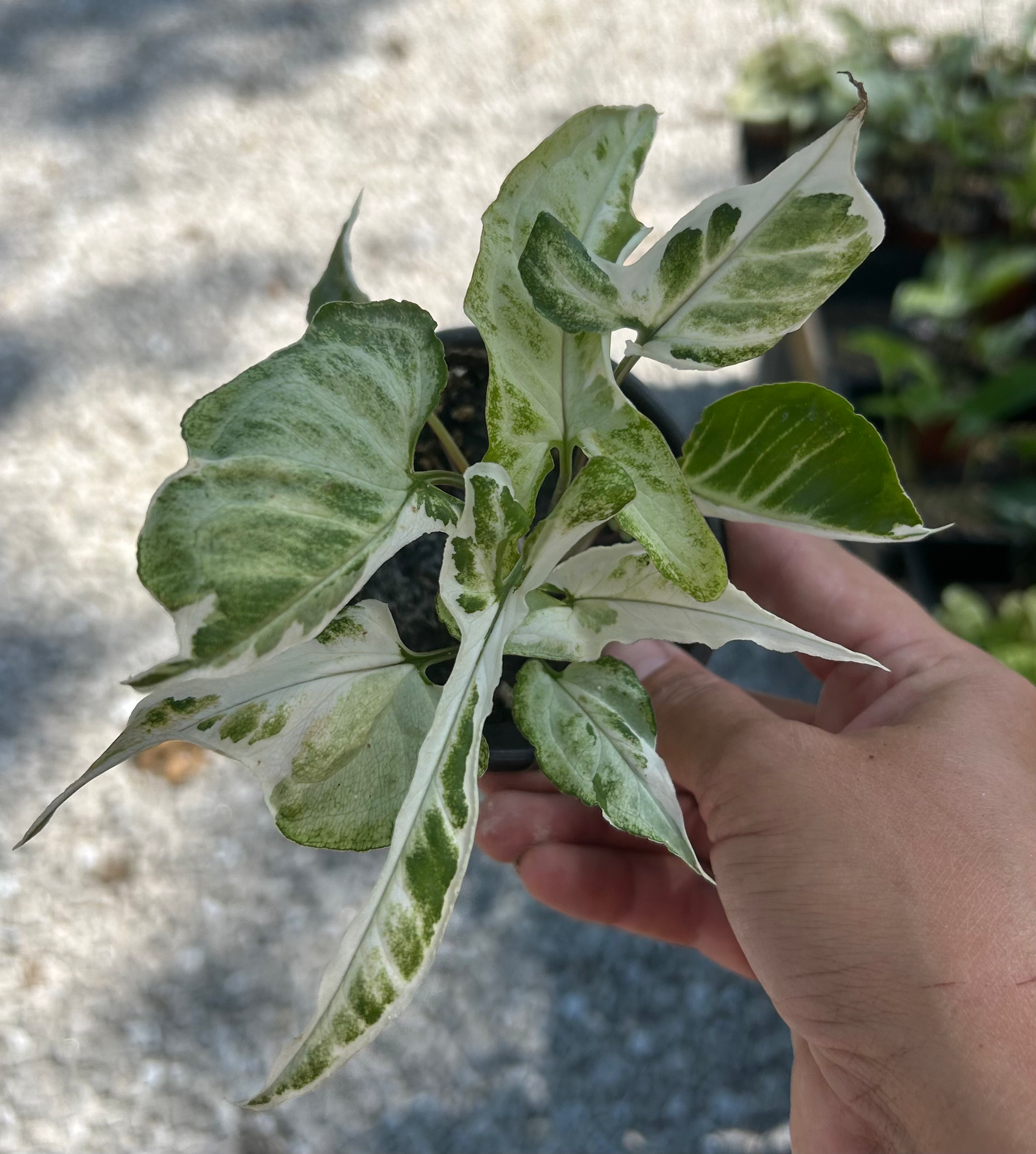 Syngonium cv. Starlite