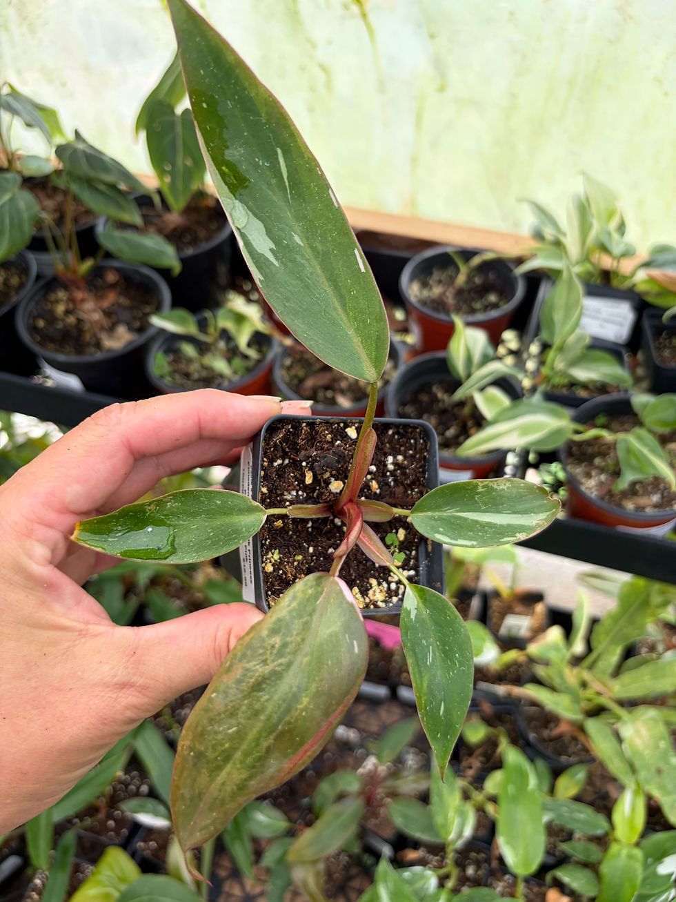 Philodendron e. Pink Princess