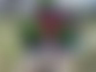 Farm to Table: Make these fresh summer dishes using veggies from Baton Roots 