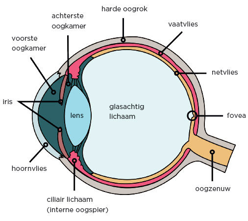 Het oog