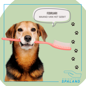 Februari gebitsmaand