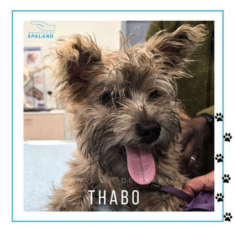 Verhaal uit de praktijk: Thabo