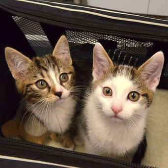 Een paar van jullie nieuwste maatjes!