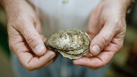 Oysters-4-746x418.jpg