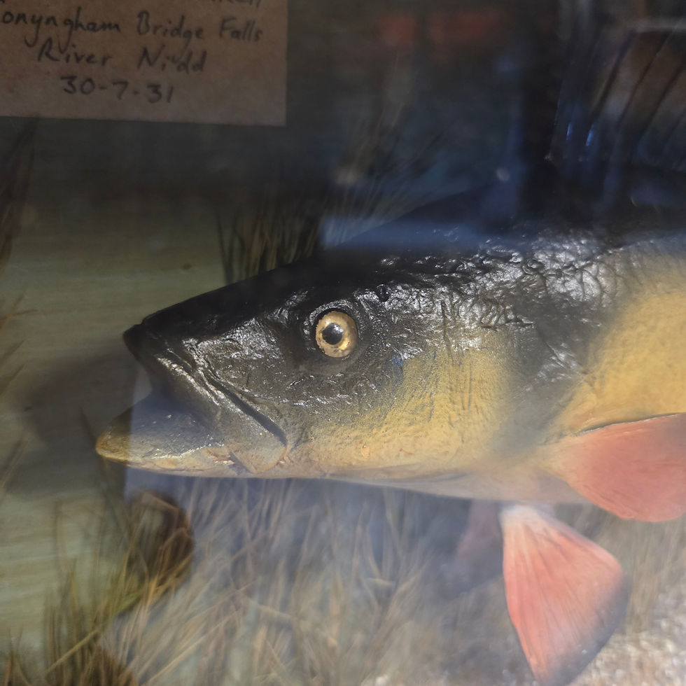 Thumbnail: Perch