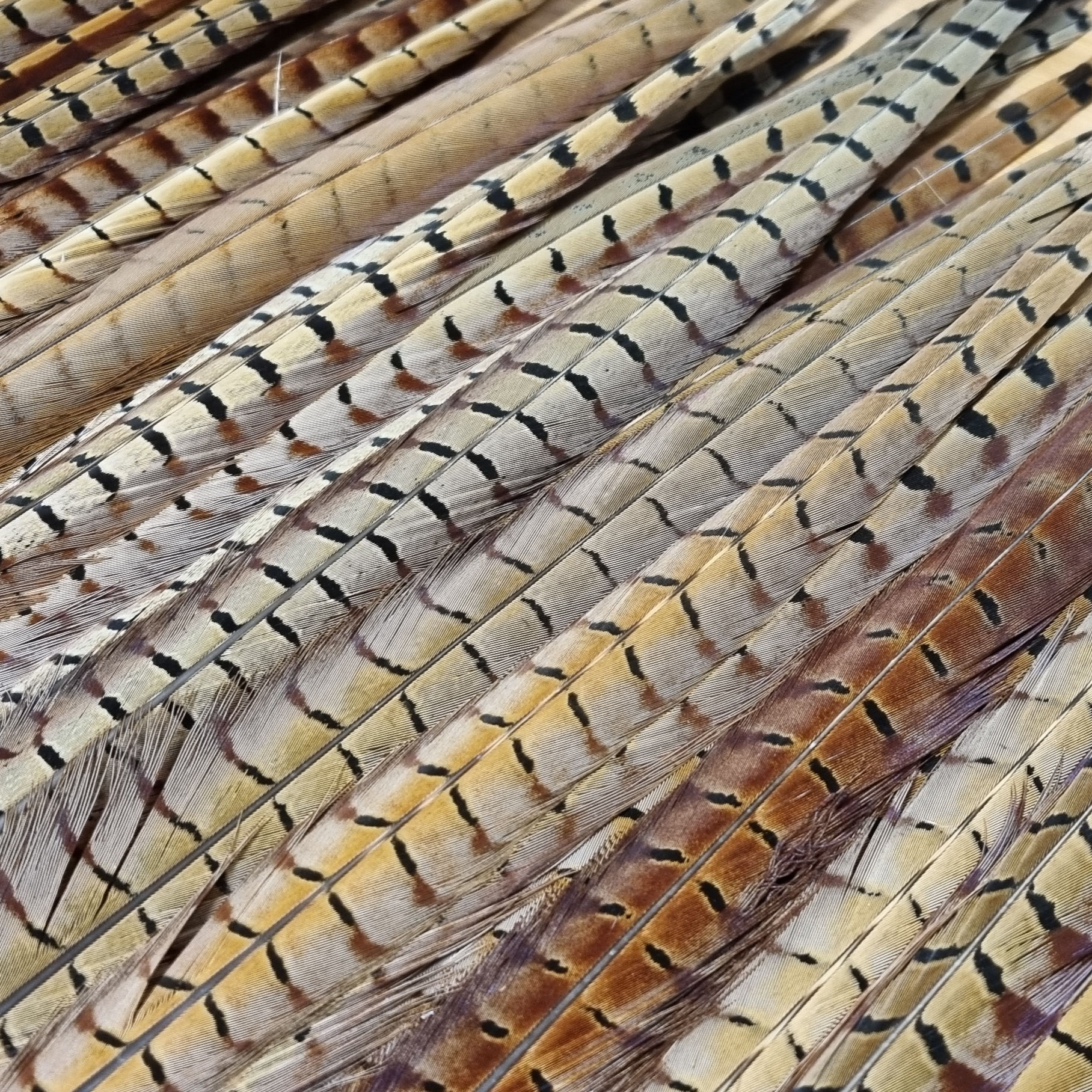 Pheasant Tail Feathers 