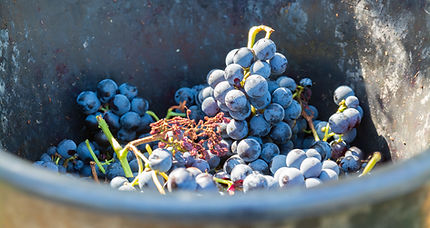 SHOOTING VALFLAUNES - VENDANGES- HD-109.