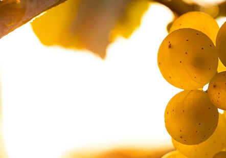 raisin blanc.jpg