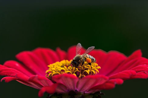 flower-g373234a1c_1920.jpg