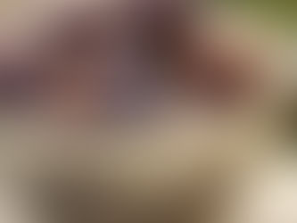 黒無花果ビオレソリエス。