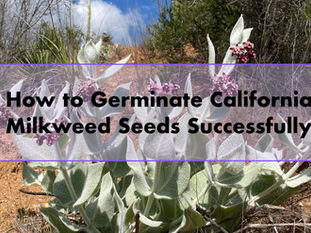 How to Germinate California Milkweed Seeds Successfully