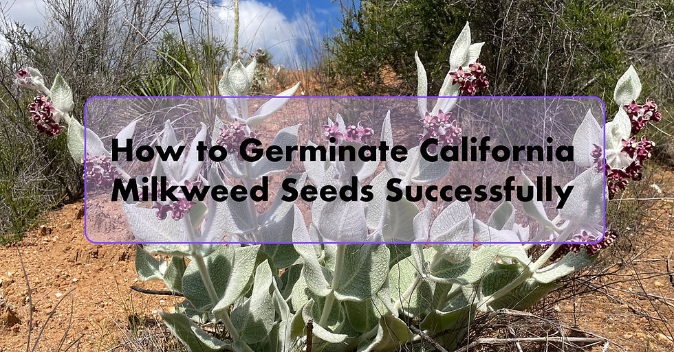 How to Germinate California Milkweed Seeds Successfully
