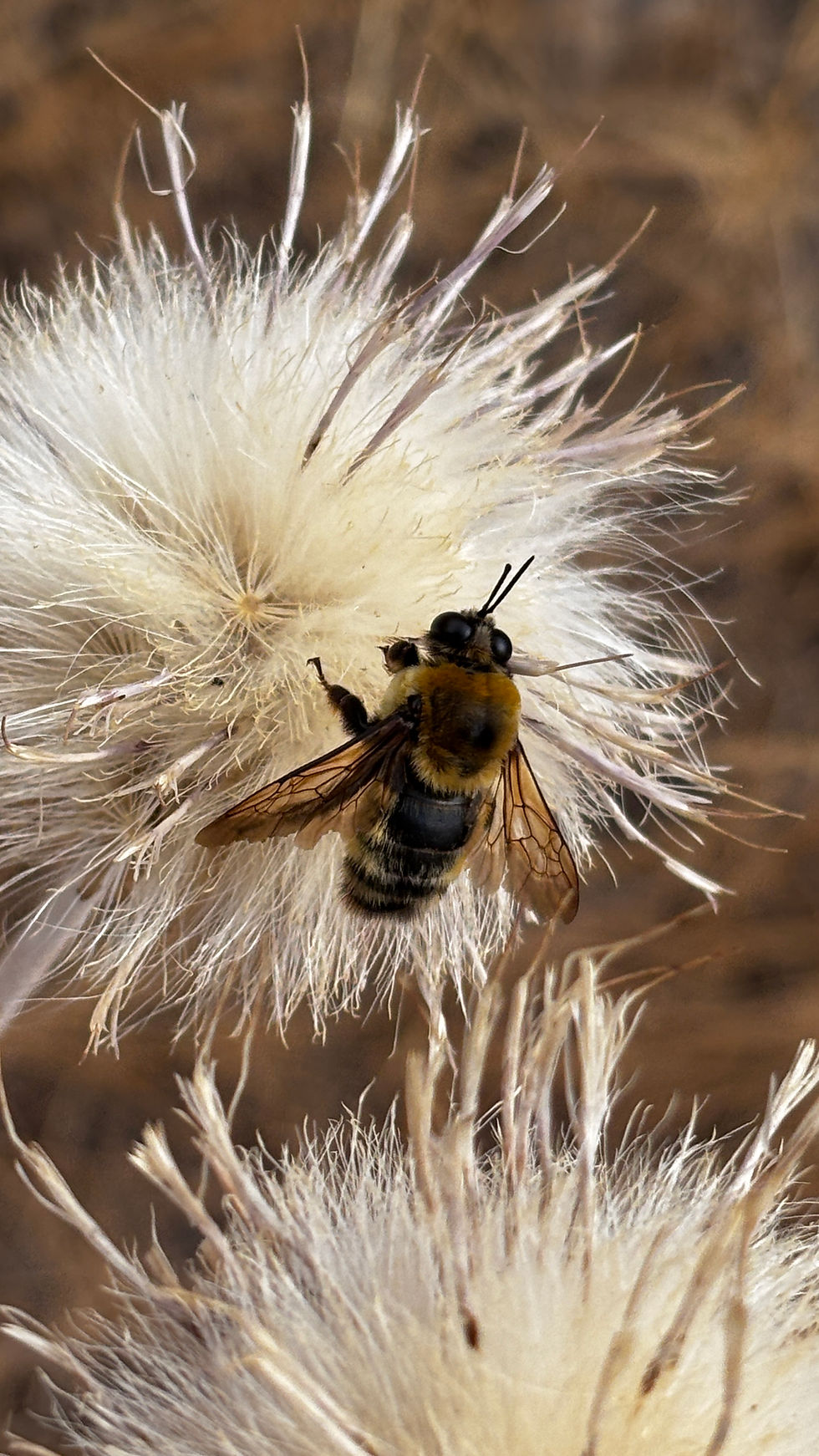 Thumbnail: Cirsium undulatum, Wavyleaf thistle seeds