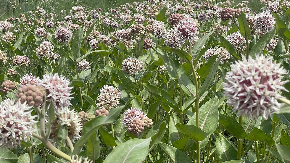 speciosa Grimm