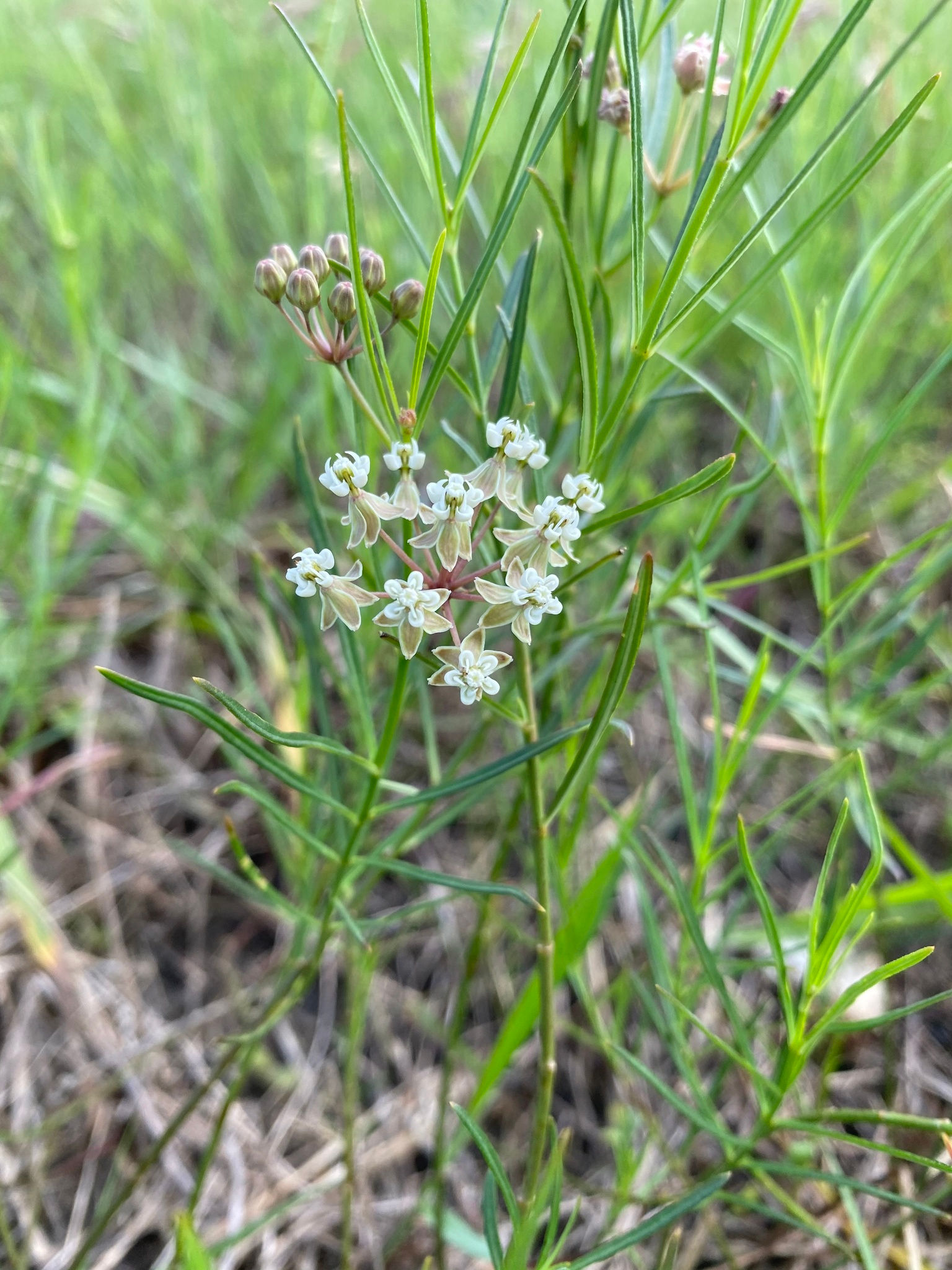 Asclepias linearis, Slim milkweed seed