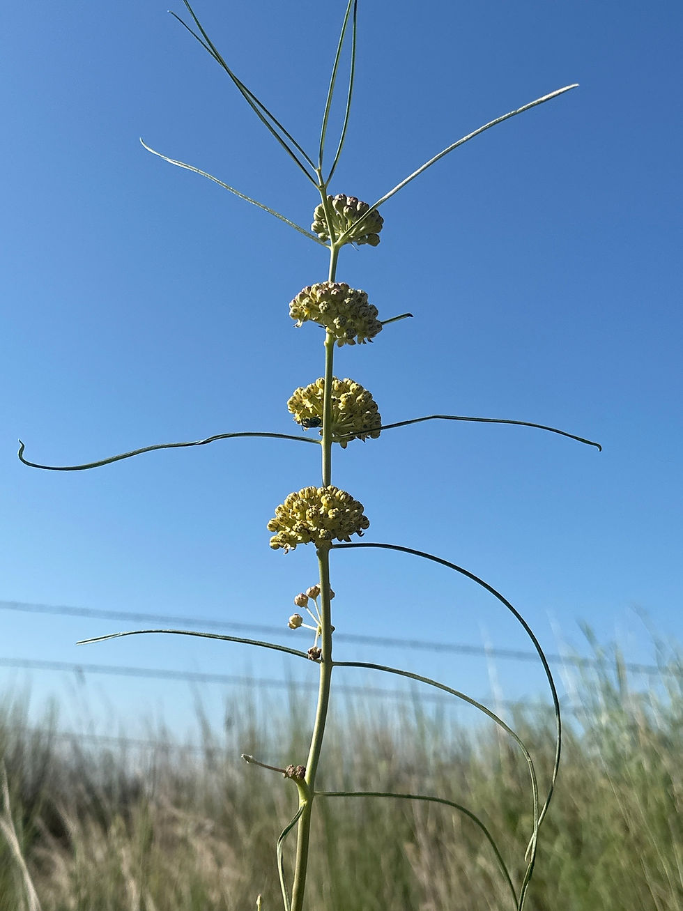 Asclepias engelmanniana, Engelmann's milkweed seed