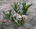 Thumbnail: Asclepias hallii, Hall's milkweed seed