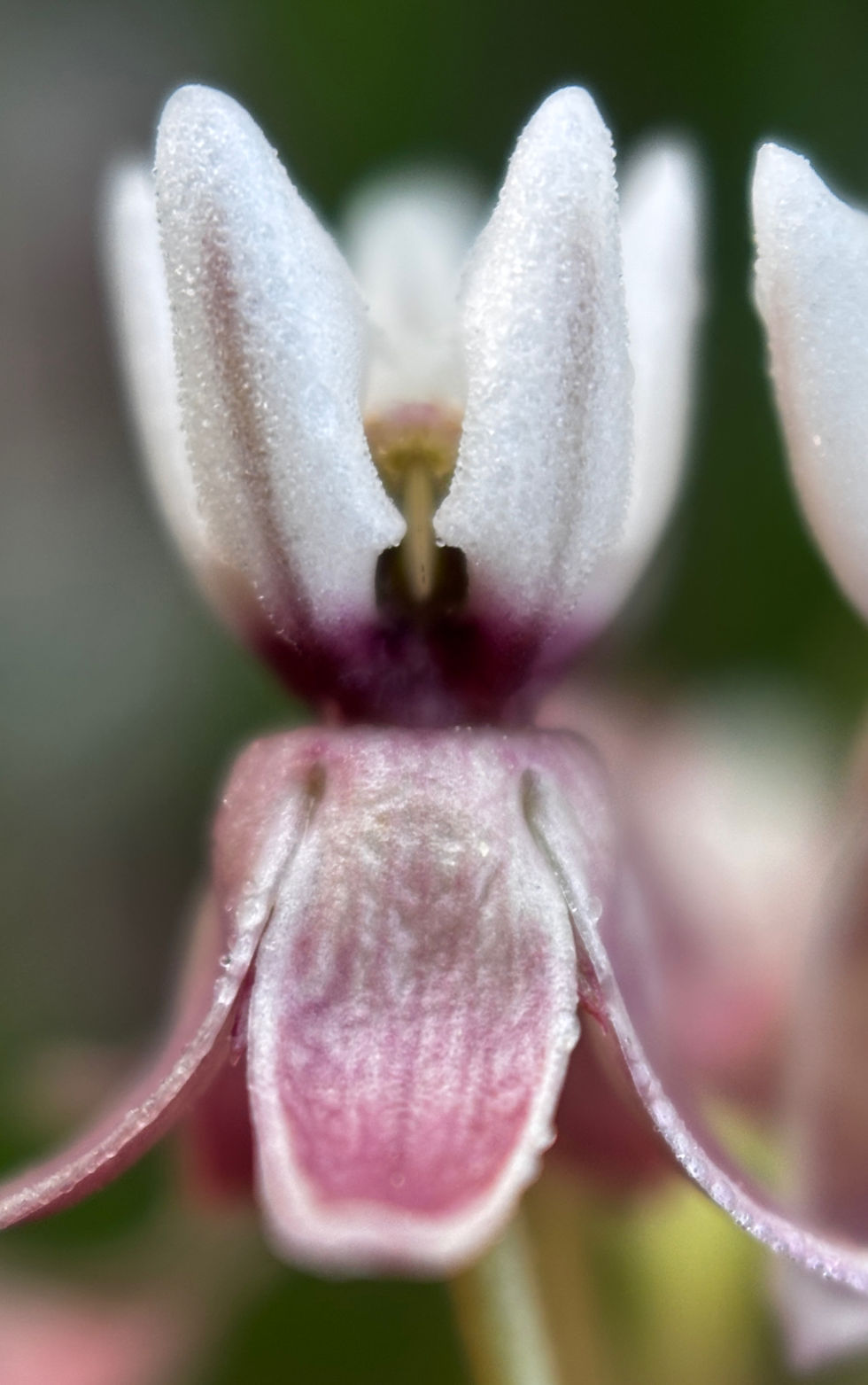 Thumbnail: Asclepias hallii, Hall's milkweed seed