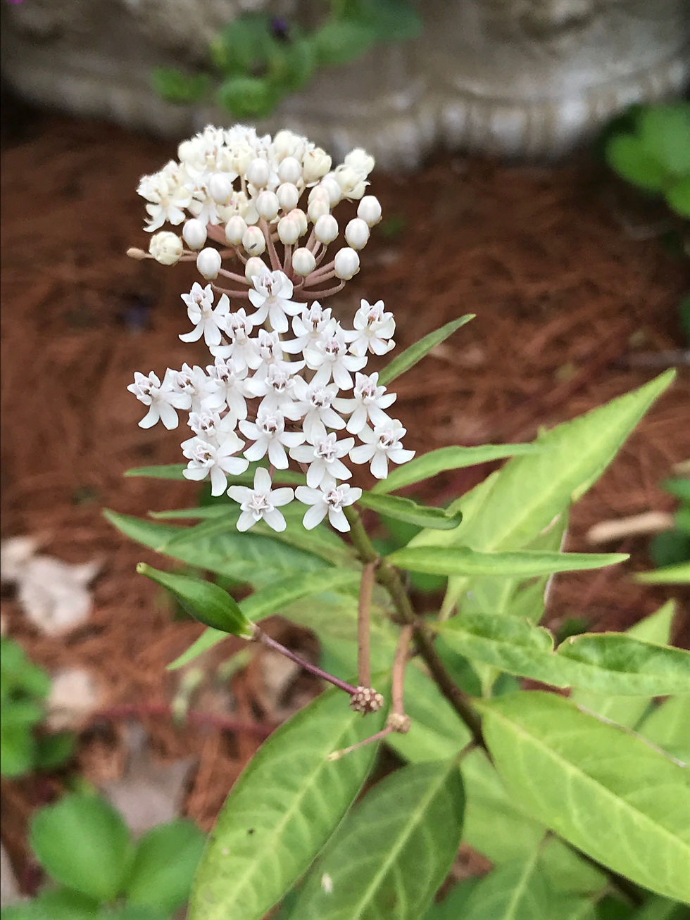 Thumbnail: Asclepias perennis, Aquatic milkweed seed