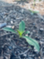 Thumbnail: Oenothera elata, Tall evening primrose
