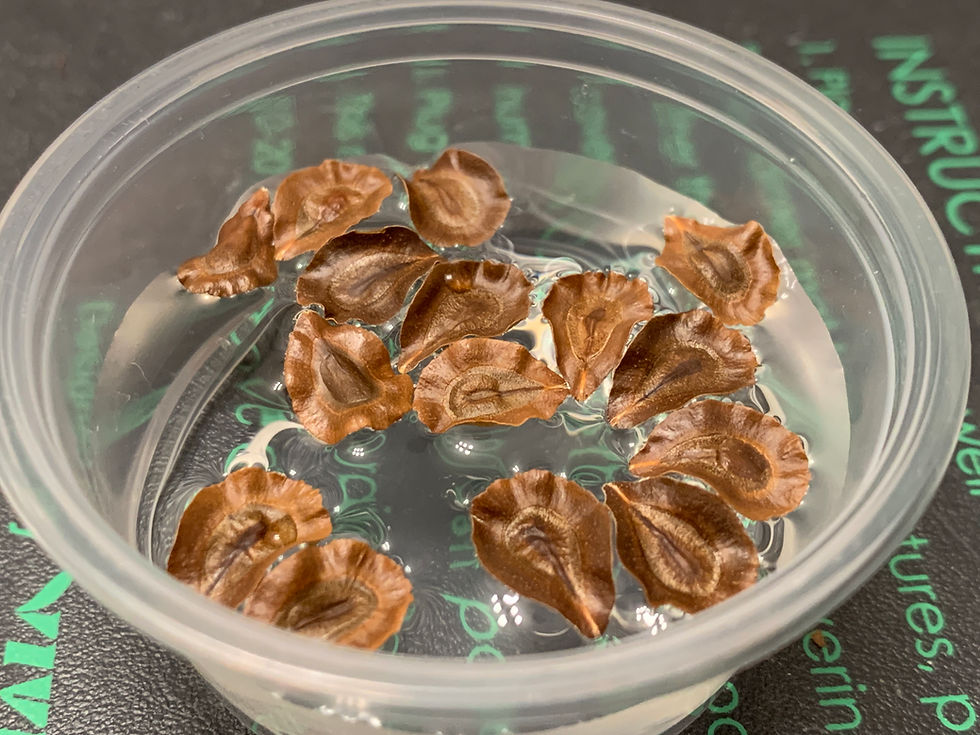 Thumbnail: Asclepias perennis, Aquatic milkweed seed