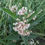 Thumbnail: Asclepias hallii, Hall's milkweed seed