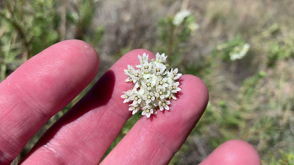 Thumbnail: Asclepias linaria, Pineneedle milkweed seed