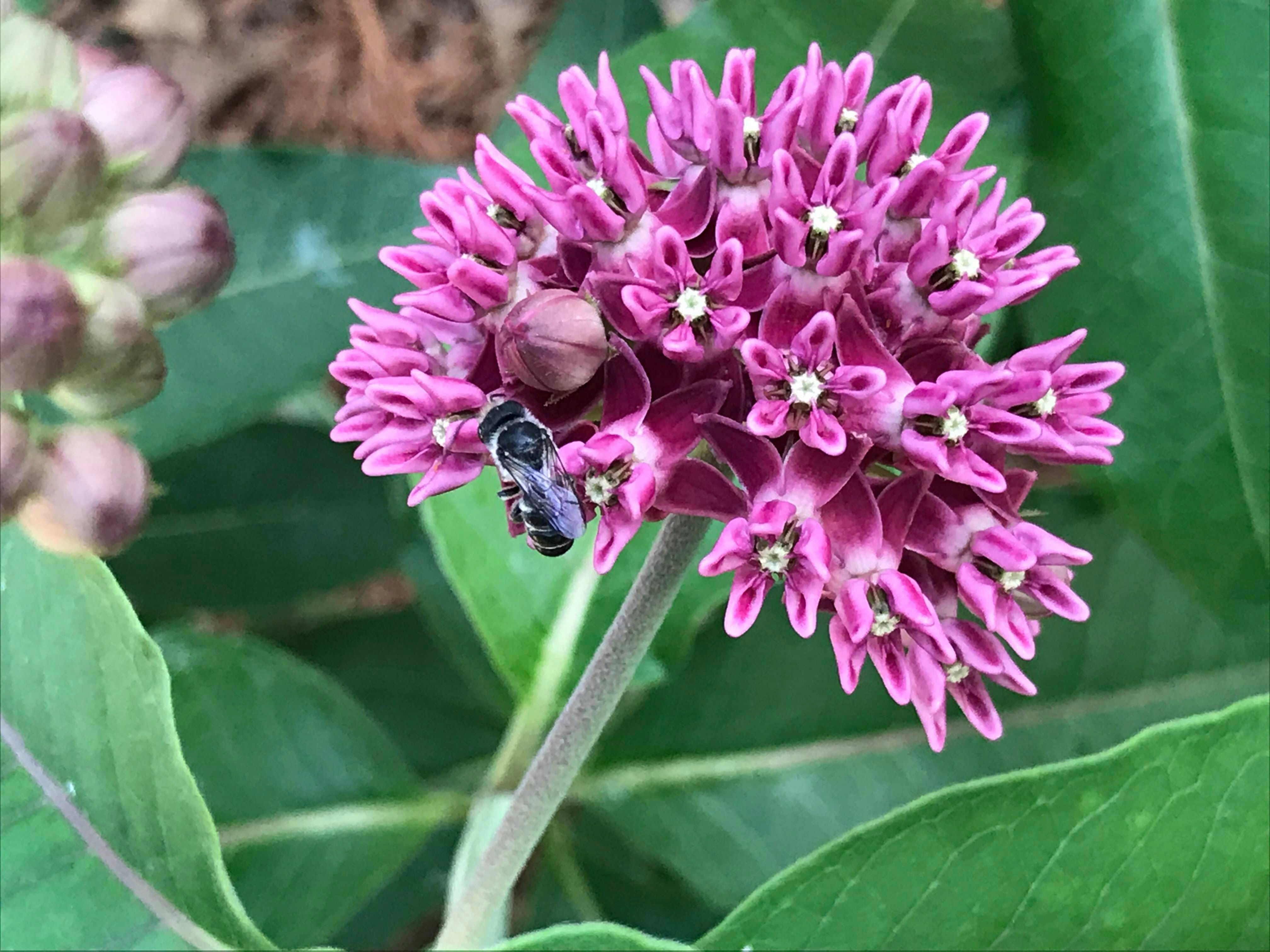Asclepias purpurascens, Purple milkweed seeds