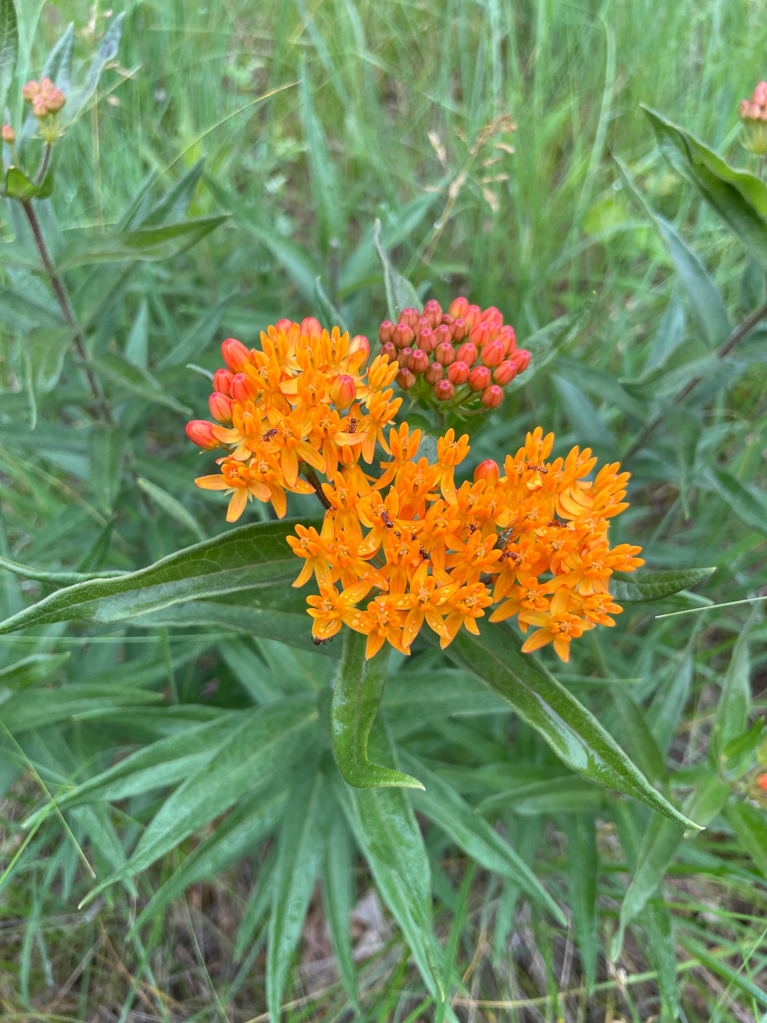 Asclepias tuberosa, Butterflyweed seed
