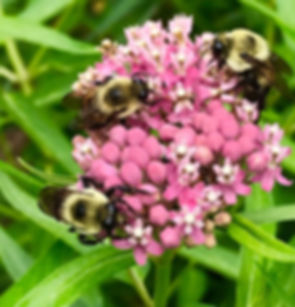 Asclepias incarnata, Swamp milkweed seed