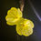 Thumbnail: Oenothera elata, Tall evening primrose