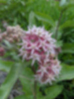Asclepias speciosa, Showy milkweed seed