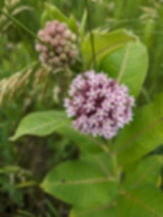 Asclepias syriaca, Common milkweed seed