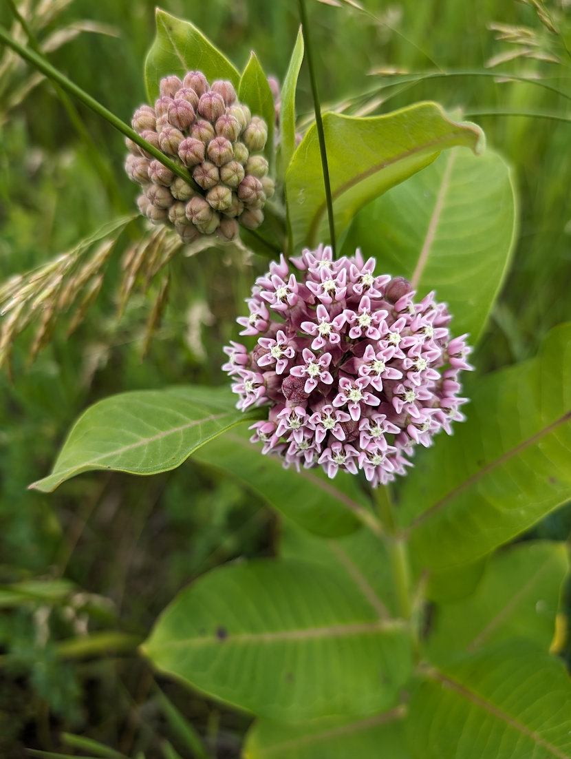 Common Milkweed Seeds