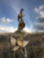 Thumbnail: Asclepias speciosa, Showy milkweed seed