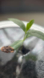Thumbnail: Asclepias syriaca, Common milkweed seed