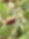 Red-femured Milkweed Borer